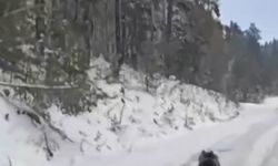 Ayı, kış uykusunu unuttu!