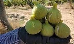 Bardacık incirinde hasat vakti