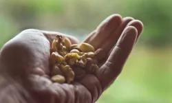 Et yemeyenler için 5 protein zengini yiyecek: Kas oluşturmaya yardımcı!