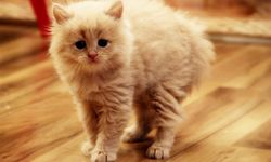 Rüyada kedi görenler dikkat! Bu mesaj hayatınızı etkileyebilir