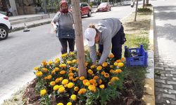Söke çiçeklerle renkleniyor