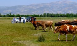 Hayvanlar için su arama çalışmaları başladı
