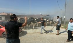 Tire'de yangın paniği: Alevler köye ulaştı