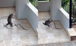 Alanya’da kedi yılana kafa tuttu: İlginç anlar kamerada