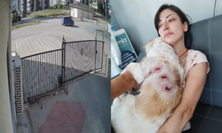 Köpeğini gezdirirken kangalların hedefi oldu!
