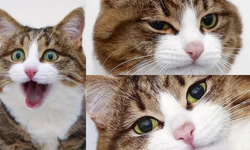 Bir kedi, bin mimik: Kalpleri fetheden kedi Rexie