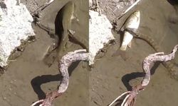 Yılan sesi duyunca avladığı balığı bırakıp kaçtı! O anlar kamerada