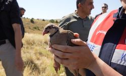 Gümüşhane’de kenelerle doğal mücadele: 400 kınalı keklik doğaya salındı