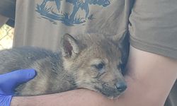 Van'da Kurt‑Köpek akrabalığı DNA projesi başladı