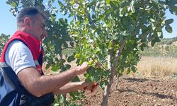 Siirt’te fıstık üreticilerine uygulamalı eğitim desteği