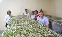 Kazancı duyunca şaşıracaksınız! Muş’ta yeni gelir kapısı