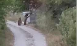 Aç kalan ayılar Tokat’ta çöp karıştırırken görüntülendi