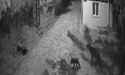 Sinop'ta ayı ailesi dut ağacını bastı, o anlar kamerada!