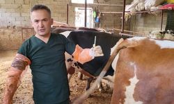 Kısır ineklerden insanlara umut taşıyan bilimsel atılım