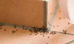 Evde karınca istilası mı var? İşte kimyasalsız ve doğal çözüm yöntemleri!