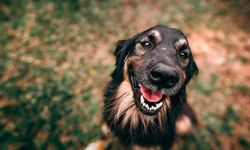 Mahkemeden emsal karar: Köpek aile üyesi sayıldı!