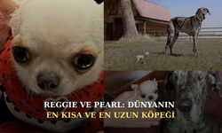 Küçük prenses ve dev beyefendi: Görenler bu dostluğa inanamıyor!