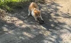 Sosyal medyada viral oldu: Kedi yılanı avladı