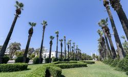 İzmir’in palmiyeleri teknolojiyle koruma altında