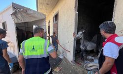Tepki çeken görüntüler: Açlığa terk edilen atlar kurtarıldı