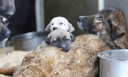 Valilikten uyarı! Toplama kararı alındı