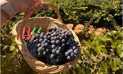 Urla sokakları coşkuya hazır! 2600 yıllık gelenek yarın başlıyor