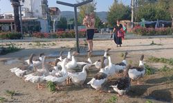 Tatilcilerin ilgi odağı! Şartlı tahliye edilen kazlar sahile indi