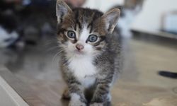 Yavru kedi çaya düştü! Hayatta kalma mücadelesinde ne oldu?