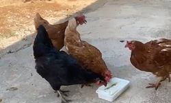 Görenleri şaşırtan olay! Tavuklar dondurma yedi