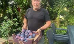 Şaşırtan büyüklükte meyve: 5 Tanesi 1 kilo!