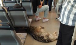 Sıcağa dayanamayan köpek bakın çareyi nerede buldu!