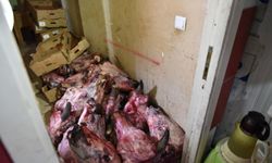 Yumurta paketinden hamam böceği yumurtaları çıktı