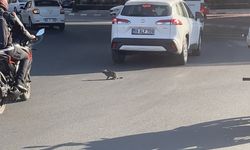 Trafikte panik! Kendisi küçük olayı büyük!