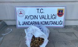 Meyve hırsızları: Göz hakkından fazla çaldılar!