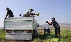 Karpuz sezonu sona ererken orada yeni hasat coşkusu!