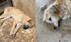 Barınakta skandal iddia: Hayvanlar açlık ve susuzluktan ölüyor!