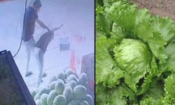 Bekçi marulu beğenmedi, 14 yaşındaki çocuğu dövdü!