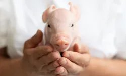 Tarihi nakil! Domuzdan insana bir ilk!