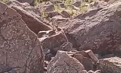 Dağda karşılaştı, kameraya aldı! Nesli tükenmekte olan vaşak ailesi görenleri şaşırttı