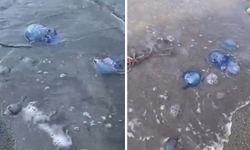 Gemlik sahilini mavi denizanaları sardı, tatilciler tedirgin oldu