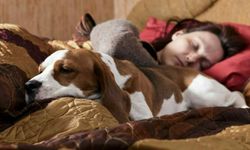 Köpekler sahipleriyle uyumayı neden tercih ediyor? Asıl neden sizi çok şaşırtacak!