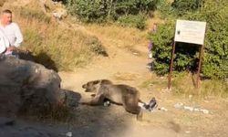Korku dolu anlar: Kucağında bebekle ayı saldırısına uğradı