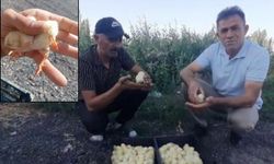 Gündem olan olay! 20 yıllık besici bile gözlerine inanamadı