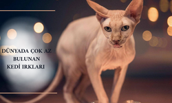 Dünyada sadece birkaç tane var! İşte en nadir ve gizemli 4 kedi türü