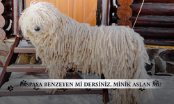Sıradan köpekleri unutun! Bu 5 tür sizi şoke edecek