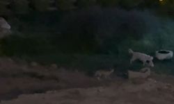 Tilki ve köpek kavga edecek sandılar, ortaya bu görüntü çıktı!