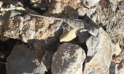 Tunceli’de nesli tehlike altındaki Bozkır Keleri görüntülendi
