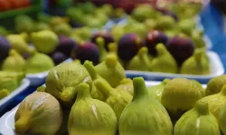 Bardacık için festival zili çalıyor