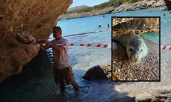 Vatandaşlar sahilde gördü, ekipler müdahale etti: Akdeniz foku korumaya alındı