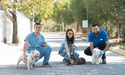 İzmir Büyükşehir’den kurtarılan 20 köpeğe özel bakım: Şimdi yeni yuvalarını bekliyorlar!